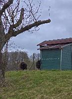 Kuhberg (19 Bildaufrufe)