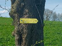 Forst am Berg (25 Bildaufrufe)