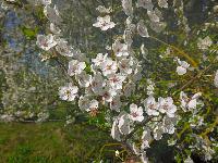 Forst am Berg (19 Bildaufrufe) Forst am Berg (19 Bildaufrufe)