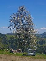 Klausberg (13 Bildaufrufe)