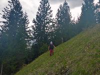 B&auml;renkogel (29 Bildaufrufe)